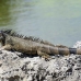 iguana_green_tf_gc_h_0081_cay0998.jpg
